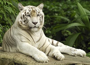 Night Safari & Zoo