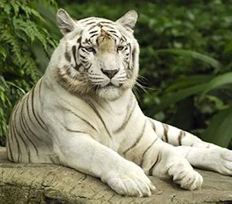 safari and zoo in blue world city